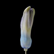 hyacinthknop (hyacinthus orientalis) 3-2013 4269